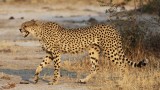 Cheetah snarl