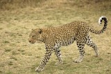Leopardess walking