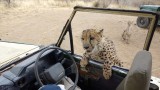 Cheetah whining for more food
