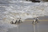 Wild African penguins at Boulders Beach!