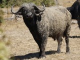 Bull buffalo dugger boy (covered in mud)