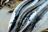 Barracuda... DSC_8333.JPG