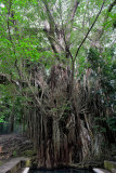 Old, enchanted balete tree, Campalanas     DSC_0021.JPG