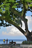 The Boulevard, Dumaguete    DSC_9922.JPG