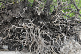 Upturned roots    DSC_0249.JPG