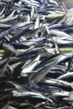 _DSC4532.JPG Palenke (sardinas)