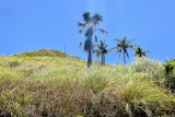 _DSC4620.JPG Calabogo