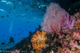 Corais moles - Soft coral