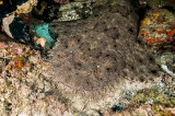 Wobbegong - Carpet shark