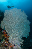 Gorgonia gigante - Giant Seafan