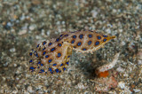 Blue ringed Octopus