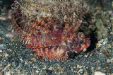 Shortfin Lionfish