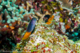 Blenio - Bicolor Blenny (Ecsenius bicolor)