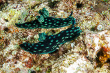 Nudibranquios - Nembrotha cristata