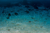 Jardim de enguias - Eel Garden
