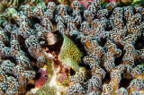 Blenio - Bluestriped Fangblenny (Plagiotremus rhinorhynchos)