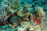 Moreia - Spot Face or Fimbriated Moray (Gymnothorax fimbriatus)