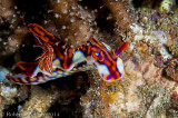Nudibranquio - Magnificent Ceratosoma (Ceratosoma magnificum)