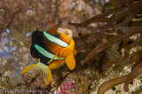 Peixe palhao - Clarks Anemonefish (Amphiprion clarkii)