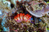 Nudibranquio - Flabellina rubrolineata