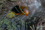 Peixe palhao