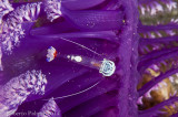Holthuis Anemone Shrimp (Ancylomenes holthuisi)