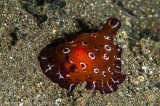Nudibranquio - Pleurobranchus-sp
