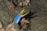 Moreia azul