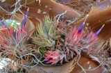 Air plant bloom 2013