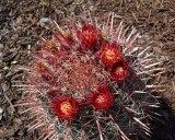 Barrel Catus just Bloomed!