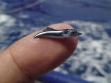 Baby blue marlin