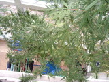 DSCF0413.JPG