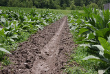 Perique Tobacco Field