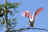 Anhinga and Roseate Spoonbill