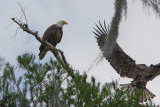Mother Eagle Teaching her Lone Eaglet to Fly