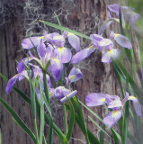The Louisiana Iris