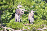 Three Baby Great Blue Herons