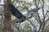 Great blue heron in flight