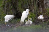 Stages of life of the Great White Egret