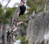 Piliated Woodpeckers