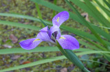 Native Louisiana Iris 