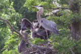 Mother Great Blue Heron and Three babies (Count the beaks)