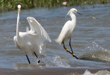 Great White Egret and Snowy Egret Surfing in Waters of the Mississippi River