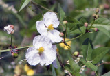 Wildflower in Louisiana Wetlands