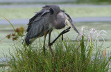 Great Blue Heron