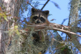 Sweetness in a Cypress Tree