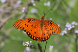 Feasting before Migration