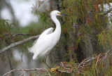 Little Snowy Egret