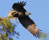 Determination of the American Bald Eagle  