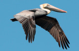 Louisiana Brown Pelican in Flight